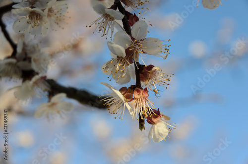Blooming apricot branch on a spring day against a blurred background of other branches and the sky, springtime. © Ruslan