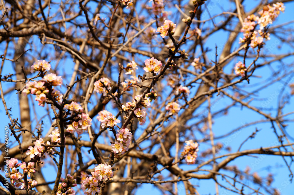 the beginning of blooming of pink almonds against a blue sky the beginning of blooming of pink almonds against a blue sky