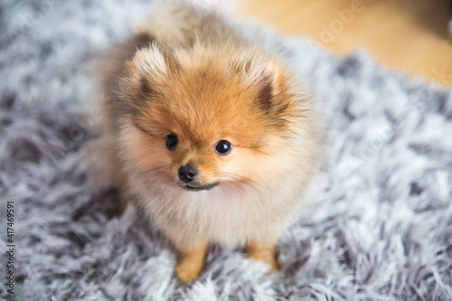 cute little puppy pomeranian dog orannge sable, sitting a a grey floor carpet indoor