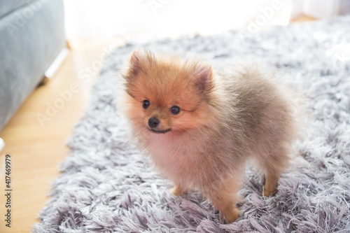 cute little puppy pomeranian dog orange sable  sitting a a grey floor carpet indoor
