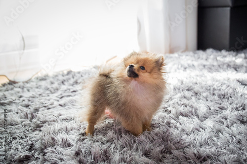cute little puppy pomeranian dog orange sable, sitting a a grey floor carpet indoor