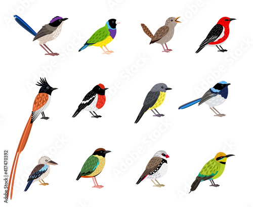 Beautiful flying bird set. Cartoon exotic sky characters with cute coloring plumage  vector illustration of little birds with beak and feathers isolated on white background