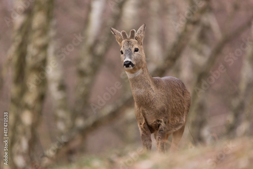 Roe deer (Capreolus, capreolus) stands on a mountain meadow. In the background is a pine forest. Wildlife scenery