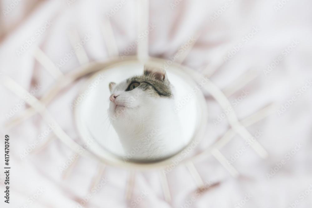 Beautiful kitty reflected in mirror on soft fabric. Cute pet at home. Mental health Beautiful kitty reflected in mirror on soft fabric. Cute pet at home. Mental health