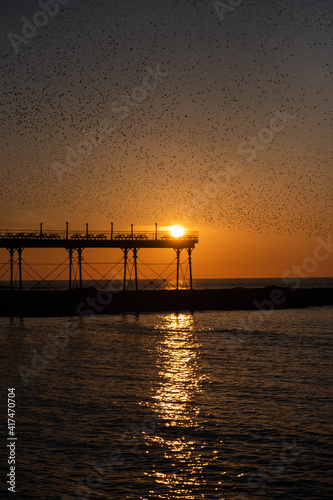 On a clear cloudless and cold evening in Aberystwyth, thousands of tiny starlings return at sunset from their daytime feeding grounds to roost overnight for safety and warmth.