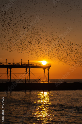 On a clear cloudless and cold evening in Aberystwyth, thousands of tiny starlings return at sunset from their daytime feeding grounds to roost overnight for safety and warmth.