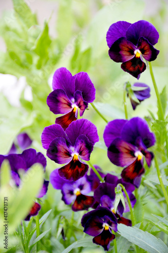 blue pansy flowers in garden. Bokeh background, selective focus. Blooming spring flowers.