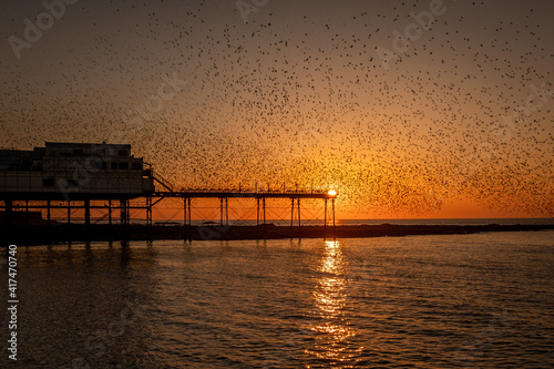 On a clear cloudless and cold evening in Aberystwyth, thousands of tiny starlings return at sunset from their daytime feeding grounds to roost overnight for safety and warmth.