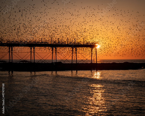 On a clear cloudless and cold evening in Aberystwyth, thousands of tiny starlings return at sunset from their daytime feeding grounds to roost overnight for safety and warmth.