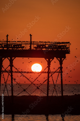 On a clear cloudless and cold evening in Aberystwyth, thousands of tiny starlings return at sunset from their daytime feeding grounds to roost overnight for safety and warmth.