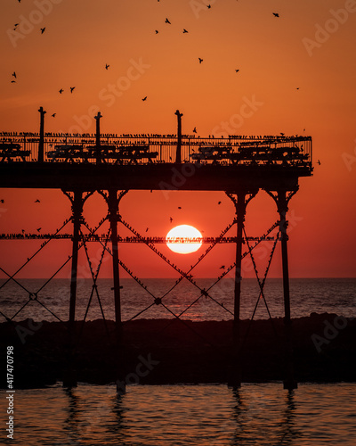 On a clear cloudless and cold evening in Aberystwyth, thousands of tiny starlings return at sunset from their daytime feeding grounds to roost overnight for safety and warmth.