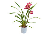 Cymbidium orchid isolated on white background. Beautiful exotic houseplant with red flowers in a pot.