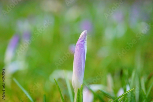 Macro photography of growing crocus flower in february