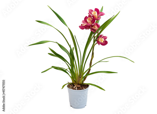 Cymbidium orchid isolated on white background. Beautiful exotic houseplant with red flowers in a pot.