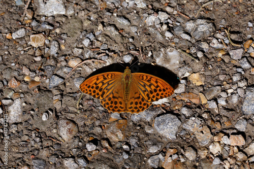 Tablou pe pânză A Silver-washed Fritillary resting on the footpath.