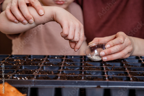 Hands Planting The Seeds Into The Dirt. Farmer planting seeds into fertile soil. Selective focus of coriander seed in the soil at the home garden. Environmental and plant farm concept.