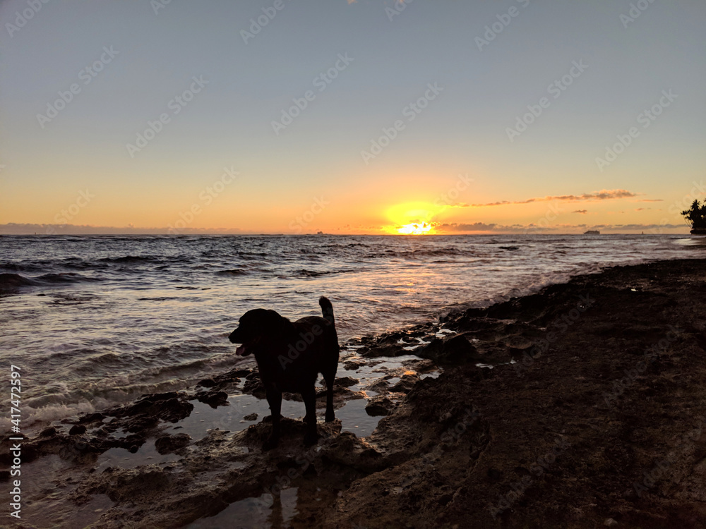 Black retriever Dog with tongue hanging out at at Diamond Head Beach on the rocks at sunset Black retriever Dog with tongue hanging out at at Diamond Head Beach on the rocks at sunset