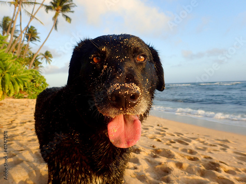 Black retriever Dog wearing a orange light on neck and tongue hanging out