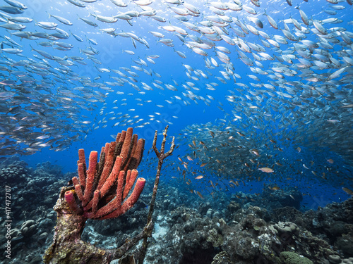 Seascape in coral reef of Caribbean Sea, Curacao with Bait Ball, School of fish, coral and sponge