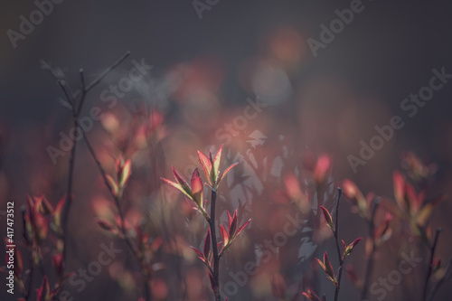 Bush with red leaves on dark blur background