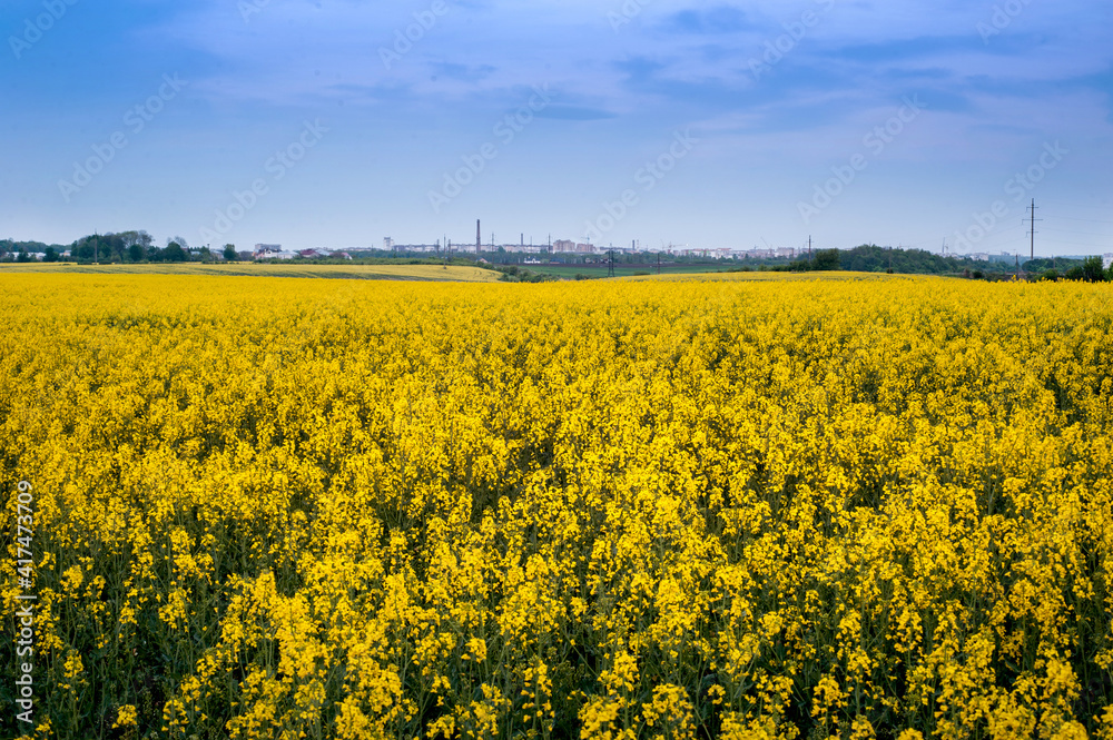 View of rapeseed yellow field with blue sky