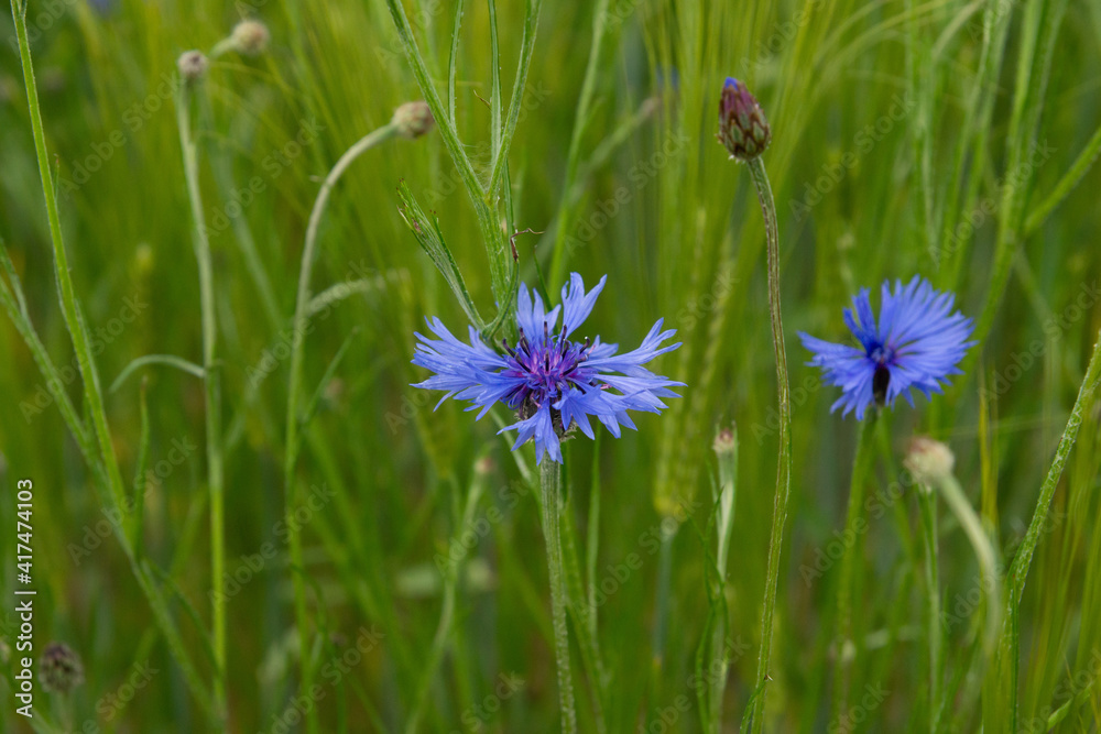 Kornblume Kornblume