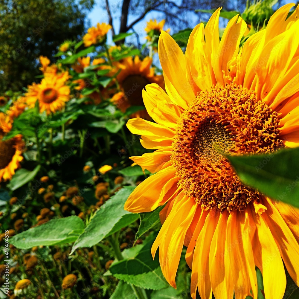 Sunflower Field Sunflower Field