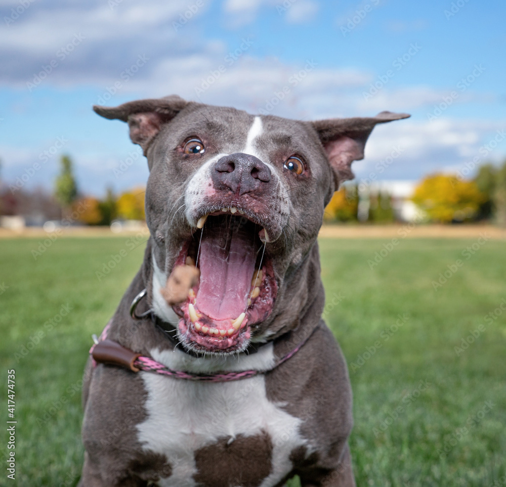 cute dog portrait on an outdoor background cute dog portrait on an outdoor background