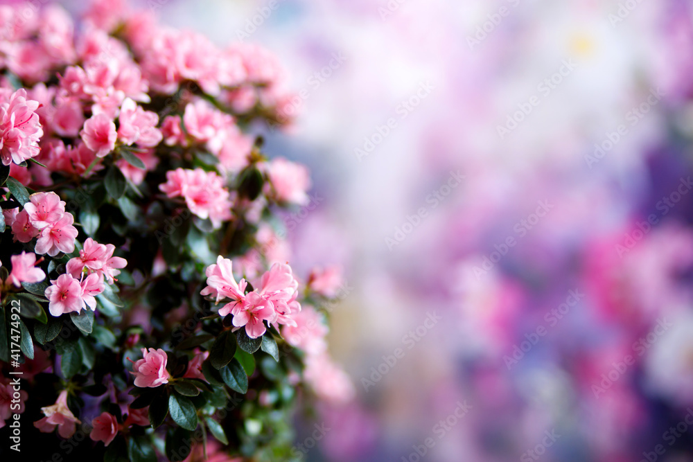 Obraz premium Beautiful Japanese pink Azalea flowers cut into a dense shrubbery. Full in bloom in may, springtime. Background full of flowers.
