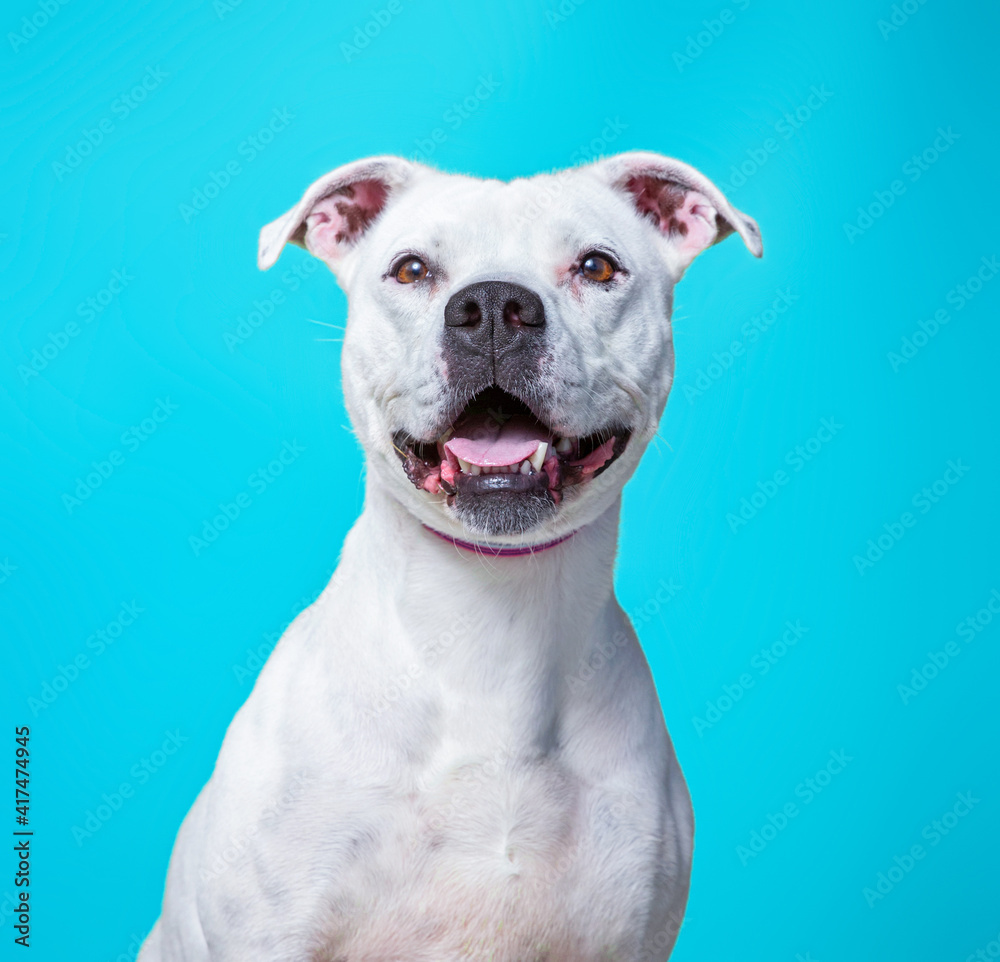 cute shelter dog portrait on an isolated background cute shelter dog portrait on an isolated background
