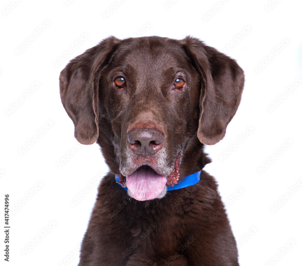 cute shelter dog portrait on a white isolated background
