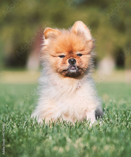 cute dog portrait on an outdoor background © annette shaff