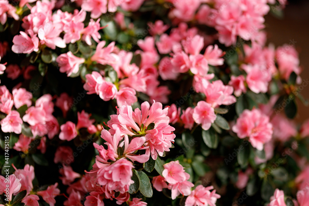 Beautiful Japanese pink Azalea flowers cut into a dense shrubbery. Full in bloom in may, springtime. Background full of flowers.