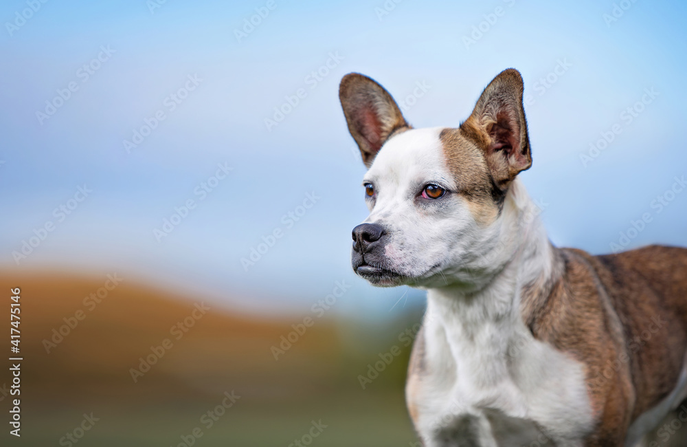 cute dog portrait on an outdoor background