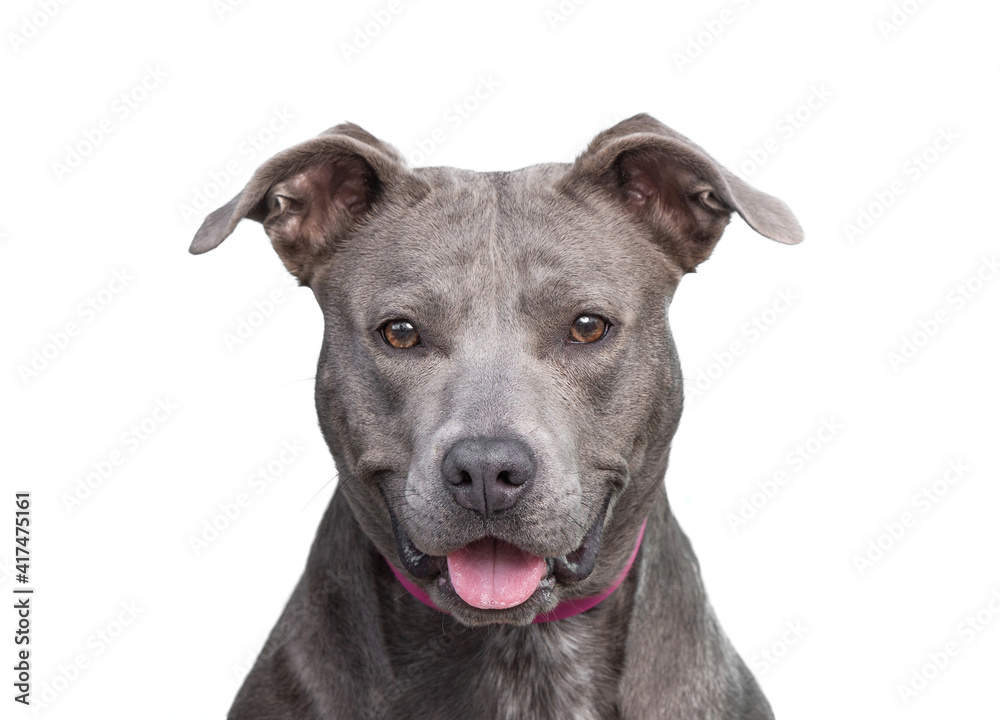 cute shelter dog portrait on a white isolated background cute shelter dog portrait on a white isolated background
