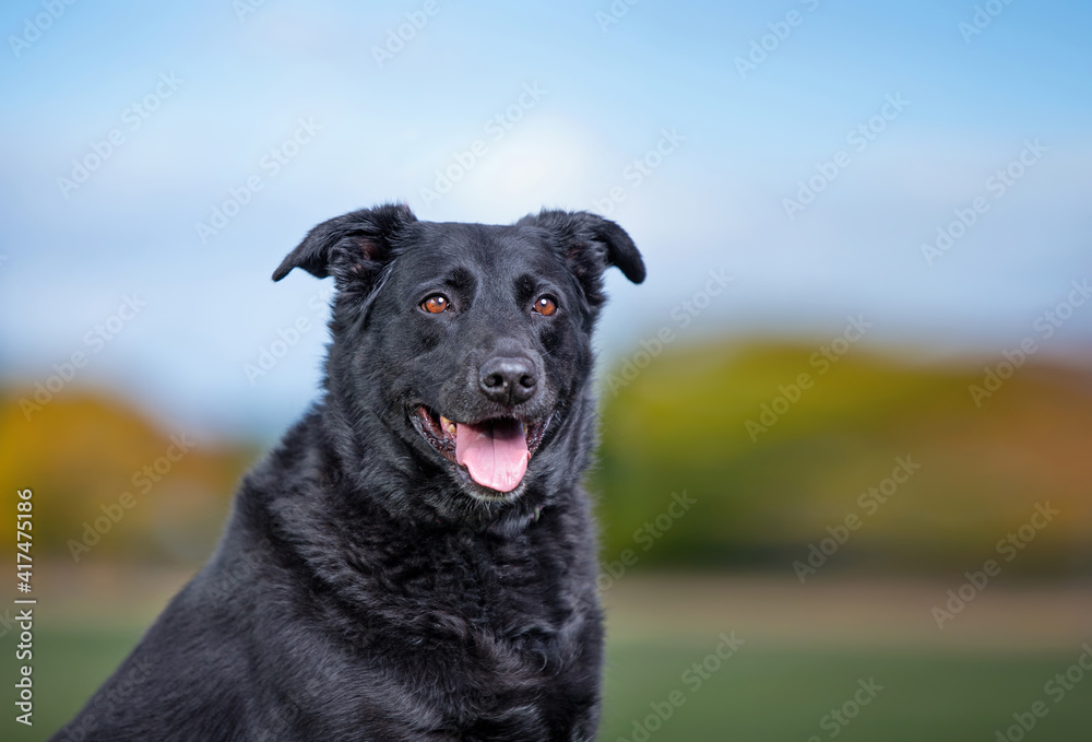 cute dog portrait on an outdoor background