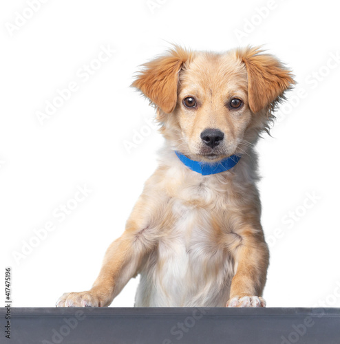 cute shelter dog portrait on a white isolated background