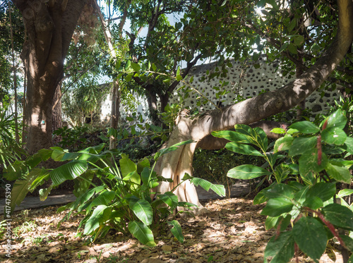 Lush green plants and vegetation in small botanical garden, Jardin Botanico in center of Agaete town. Gran Canaria, Canary Islands, Spain photo