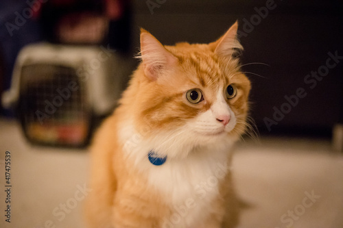 Close up portrait of cute orange cat