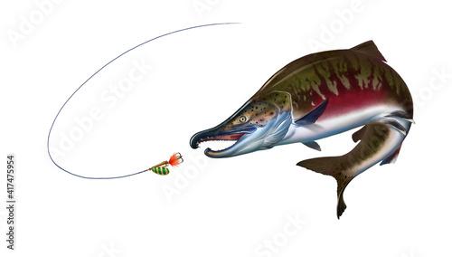 Chum (Dog) Salmon, Keta background jumps out of water, spawning fish, red caviar. Red salmon realistic illustration isolated.