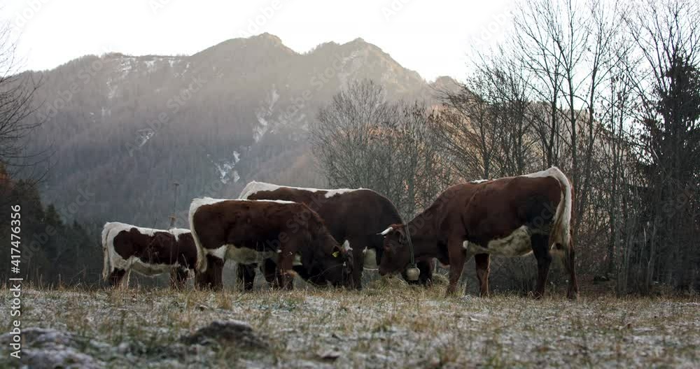 A herd of cattle standing on top of a dry grass field eating A herd of cattle standing on top of a dry grass field eating