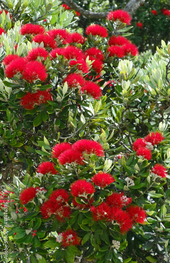 Metrosideros excelsa, red flower from New Zealand