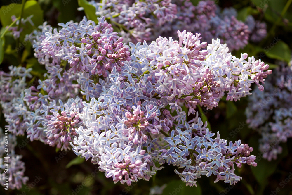 Lilac inflorescence in the springtime, close up. Flowering shrub of Common lilac Lilac inflorescence in the springtime, close up. Flowering shrub of Common lilac