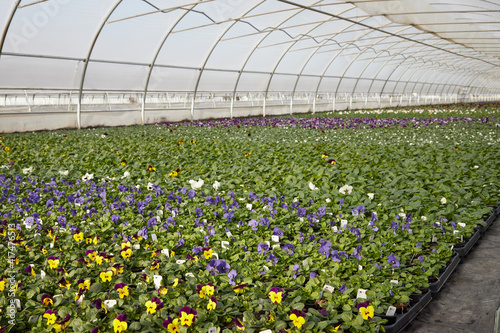 viele bunte blühende Stiefmütterchen in einem großen Gewächshaus im Frühling