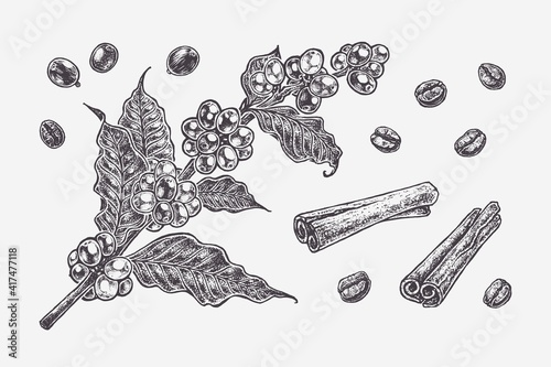 Coffee branch with grains and coffee beans. Vintage style organic food isolated on white background. Elements for menu or cookbook design