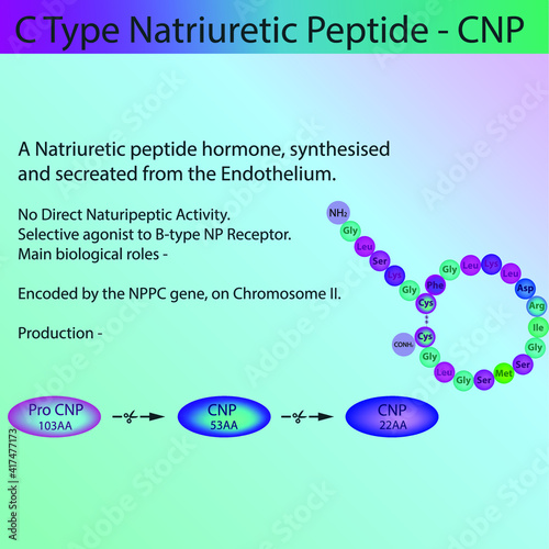 CNP Natriuretic Peptide Hormone peptide structure, Vector illustration educational medical information diagram. Endocrine molecule process for university, school, biochemistry class.