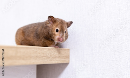 Close-up portrait of a cute curious Syrian hamster looking at the camera, in a lite background. Care and love for pets. Pet shop. World Pets Day. Card with funny hamster, copy space.