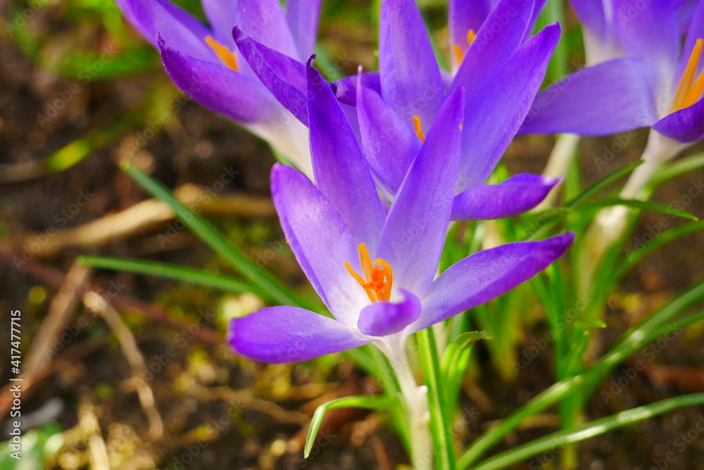 purple crocus flower Crocus tommasinianus close up of elves crocus on the forest floor purple crocus flower Crocus tommasinianus close up of elves crocus on the forest floor