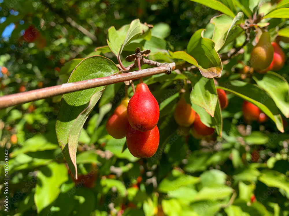 Cornus mas tree branch with ripe red berries. Red ripe Cornus mas berries on the branch with green leaves close up