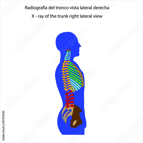 Esqueleto humano radiografía del tronco vista lateral derecha vector